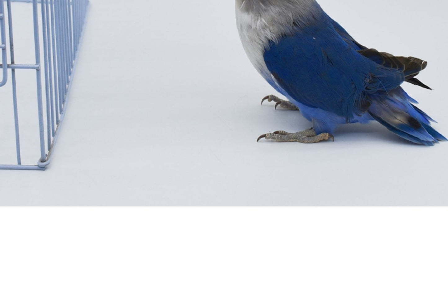 Parrot Water Fountain Firing Pin Drinking Bottle Large Automatic Water Feeder Pet Totoro Hanging Rabbit Water Cup