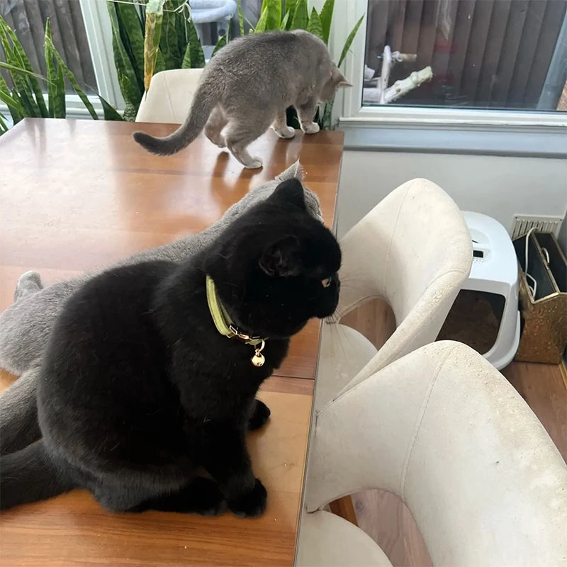 Corduroy Cat Collar with Name Plate Bell Bow Tie Personalized Custom Engraved Cat Collars for Cats