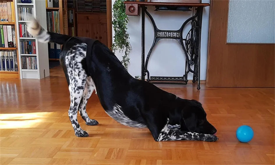 Female Dog Panties Adjustable Pet in Heat Menstrual Sanitary Physiological Pants Reusable Diapers for Small Medium Large Dogs