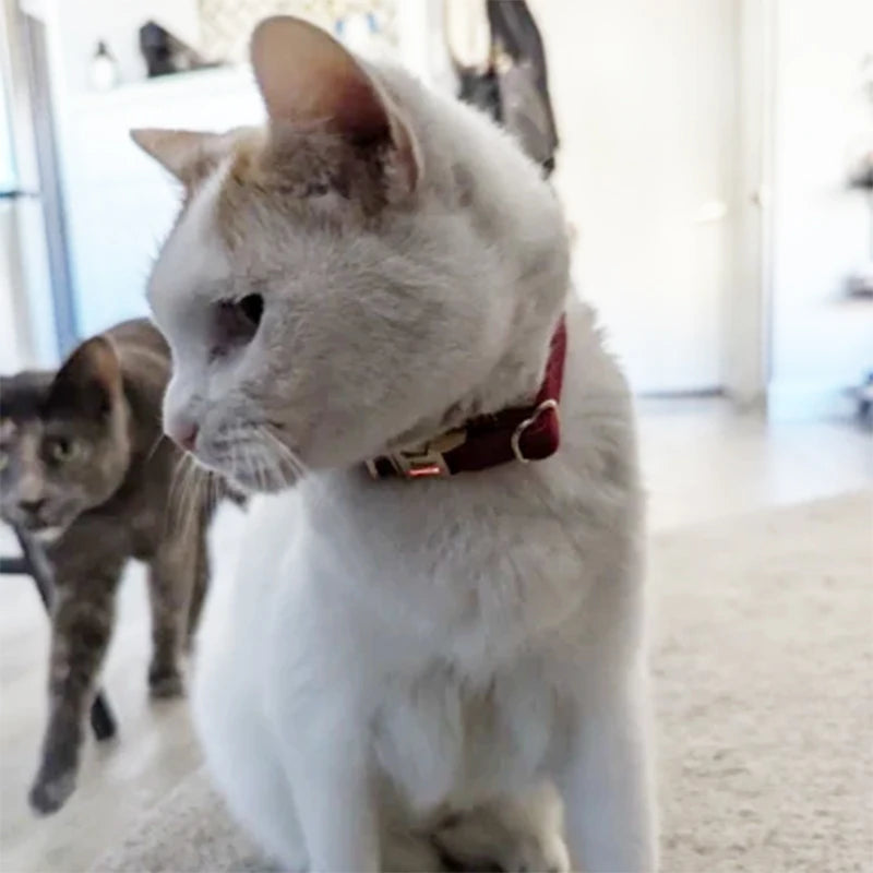 Corduroy Cat Collar with Name Plate Bell Bow Tie Personalized Custom Engraved Cat Collars for Cats