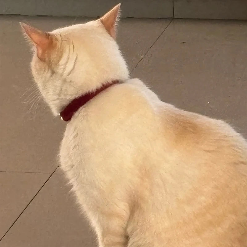 Corduroy Cat Collar with Name Plate Bell Bow Tie Personalized Custom Engraved Cat Collars for Cats